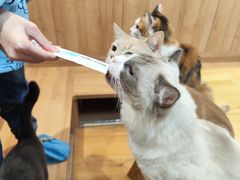 -是阿柴呀！柴犬咖啡·爱喵喵猫咖