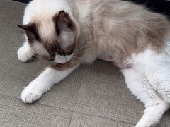 -艾吉宠物医院·疑难杂症转诊中心·猫友好(碧江路院)