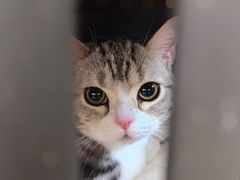 -宠福鑫康馨动物医院·骨科·眼科