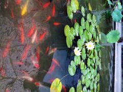 iphone_upload_pic-陈家山荷花公园