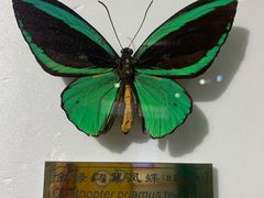 -上海昆虫博物馆