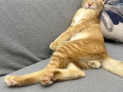 -北京京卫宠物寄养训练中心