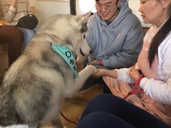 -Husky Go! 哈士奇体验馆·宠物咖啡厅狗咖
