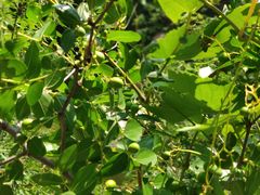 -碓臼峪自然风景区