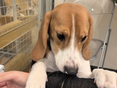 -有喵·猫咖·狗咖·30几只猫10只小狗(岗厦店)