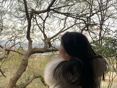 -神光山国家森林公园