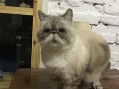 -猫色咖啡·猫咖