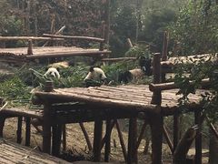 -成都大熊猫繁育研究基地