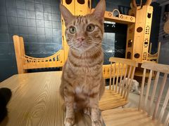 -豆逗聊愈猫阁Easy Life