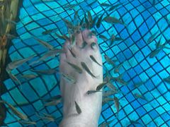 -金孔雀温泉旅游度假村