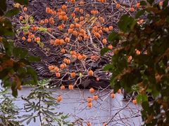 -苏州市立医院本部母子保健中心