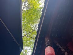 -青羊宫