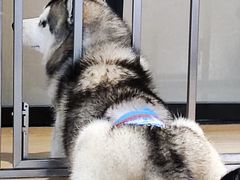 -Husky Go! 哈士奇体验馆·宠物咖啡厅狗咖