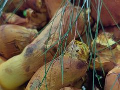 -鲜菌江湖正宗野生菌火锅