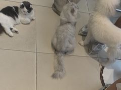 -怪兽屋·羊驼·猫咖·狗咖(俊华广场店)