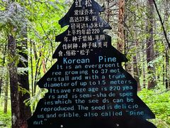 -五营国家森林公园
