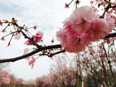 -天适樱花悠乐园