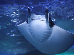 -迪拜水族馆及水下动物园
