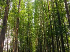 -黄海国家森林公园