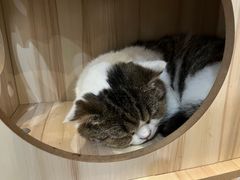 -共舞时光猫咖·狗咖(新街口店)