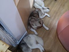 -Husky Go! 哈士奇体验馆·宠物咖啡厅狗咖