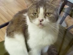 -喵小馆·猫咖狗咖猪咖·饮品店