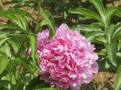 -洛阳市隋唐城遗址植物园
