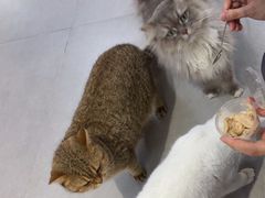 -Heymao猫咖.咖啡厅(东门店)