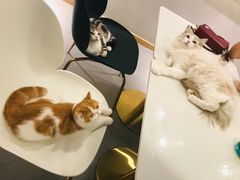 -飞行喵MR PILOT|猫舍·猫咖(静安大融城店)