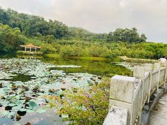 -大屏嶂森林公园