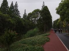 -上海长兴岛郊野公园