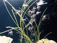 -西雅图水族馆