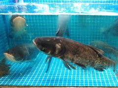 -姜君·千岛湖鱼头馆(浦东大道店)