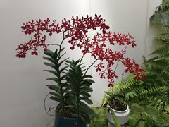 -云溪植物园
