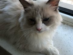 -鼓捣猫呢主题猫咖店