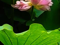 -陈家山荷花公园