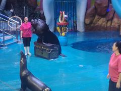 -烟台海昌鲸鲨海洋公园