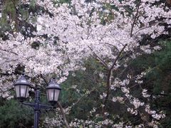 -武汉大学-樱园