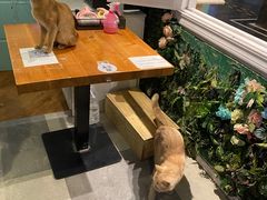 -猫小院猫主题餐厅(三里屯店)
