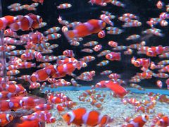 -海合安成都极地海洋公园