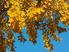 -CoCo都可(虹口龙之梦店)