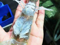 濑尿虾-阳江餐厅·30年老字号·粤菜海鲜大排档