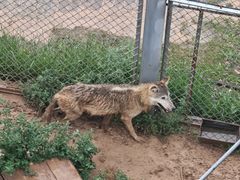 -青藏高原野生动物园