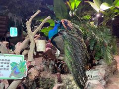 -正佳雨林生态植物园