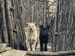 -大岭沟猕猴桃谷风景区