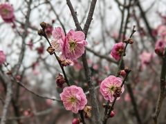 -梅花山(明孝陵内)