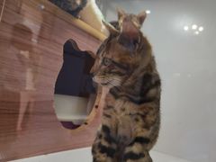 -李小姐の猫咖啡馆(五角场店)