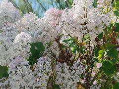 -野鸭湖国家湿地公园