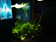 -S Team剧情密室(杭州龙翔桥店)