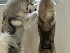 -Husky Go! 哈士奇体验馆·宠物咖啡厅狗咖